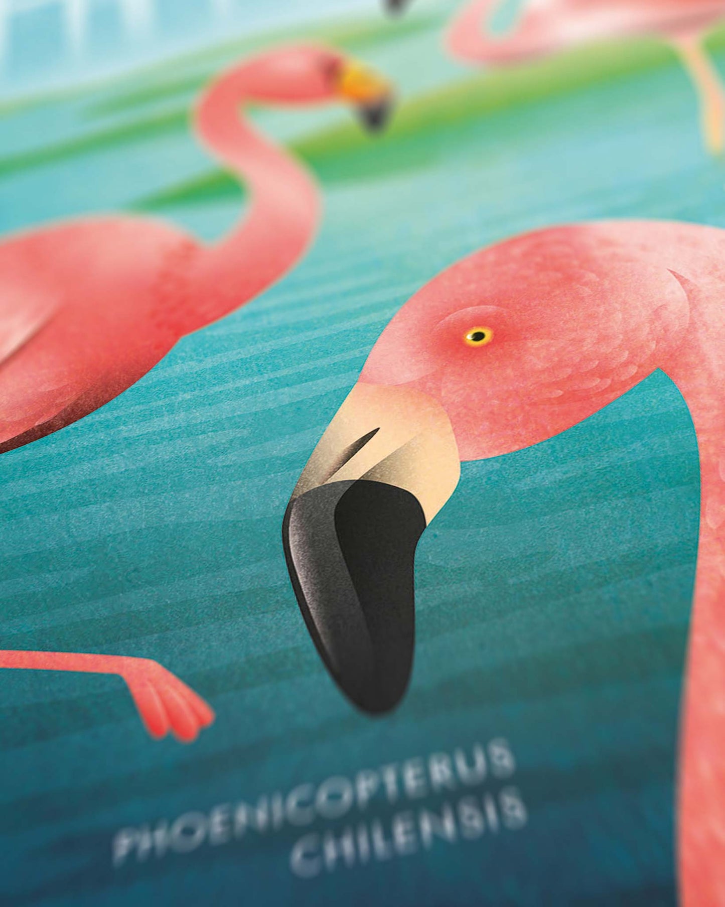 Makro-Aufnahme eines illustrierten Posters mit drei verschiedenen Flamingo-Arten