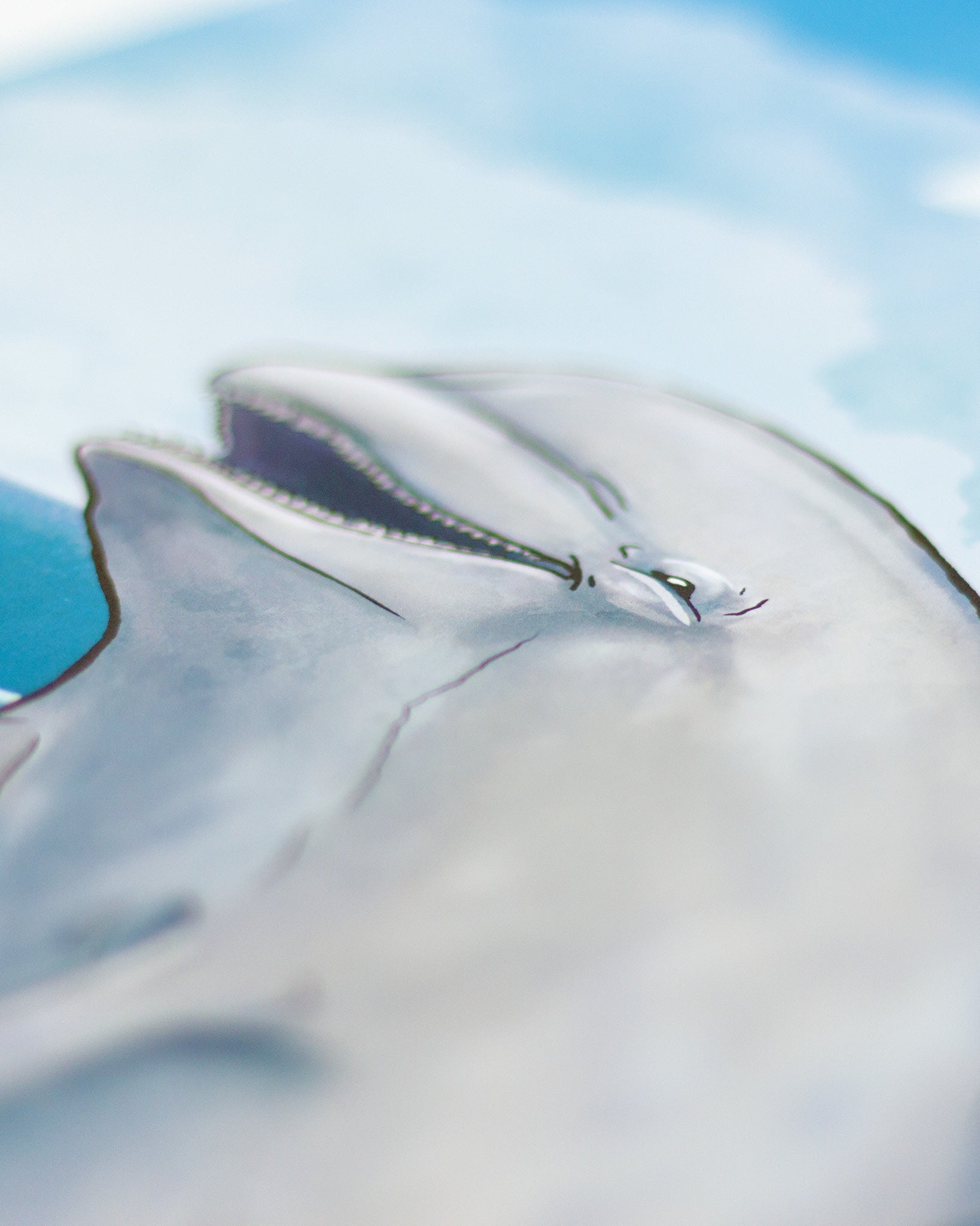 Makro-Aufnahme eines illustrierten Posters mit einem Delfin