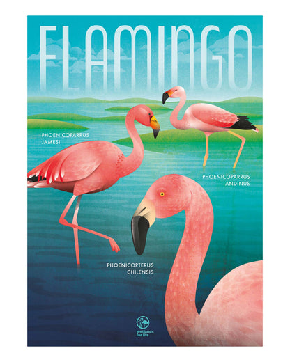 Poster mit drei verschiedenen Arten Flamingos in einer grün-blauen Umgebung mit expressiver Typografie